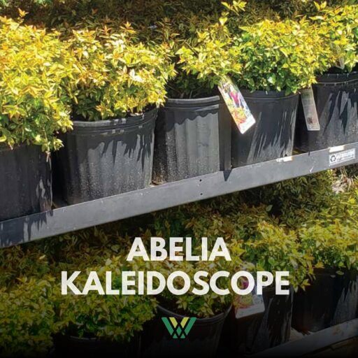 Abelia Kaleidoscope Birmingham
