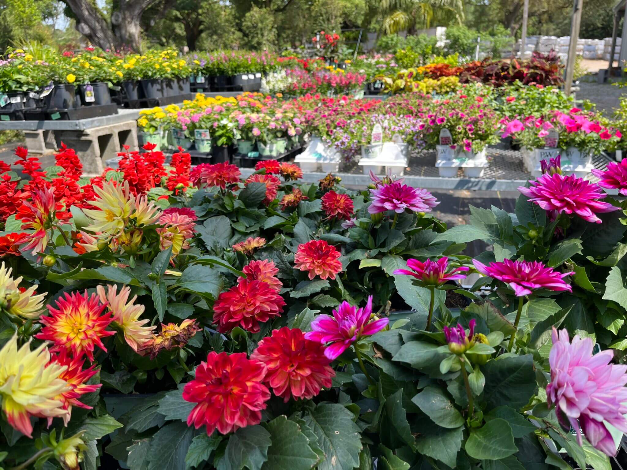 Flowers at Woerner