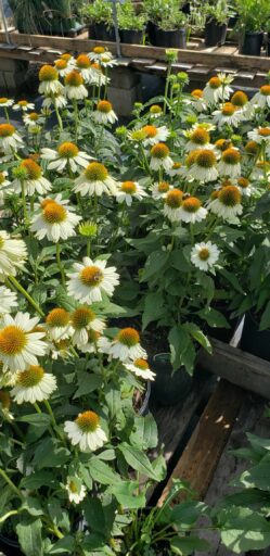 daisys birmingham