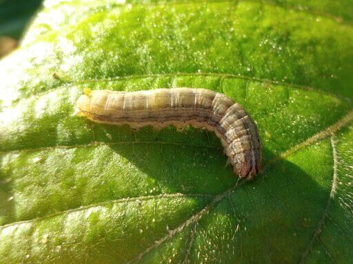 Fall Armyworm