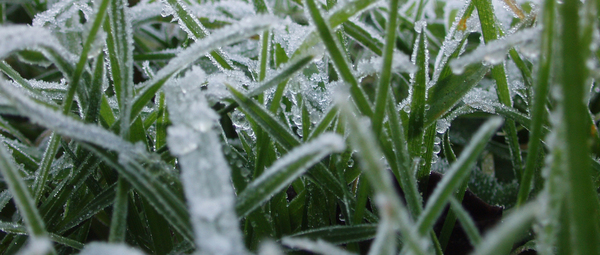 How to Winterize Your Lawn