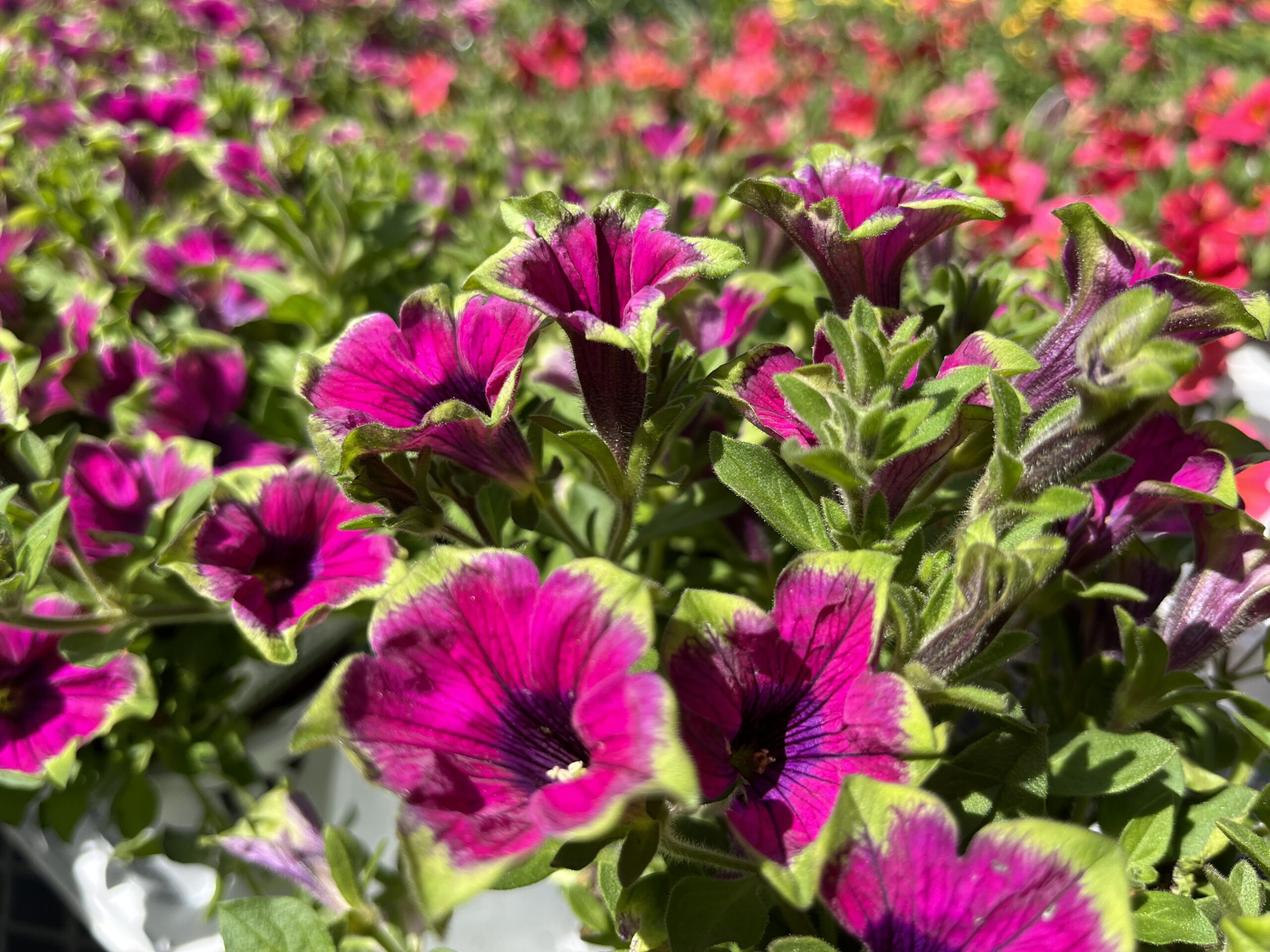 flowers
