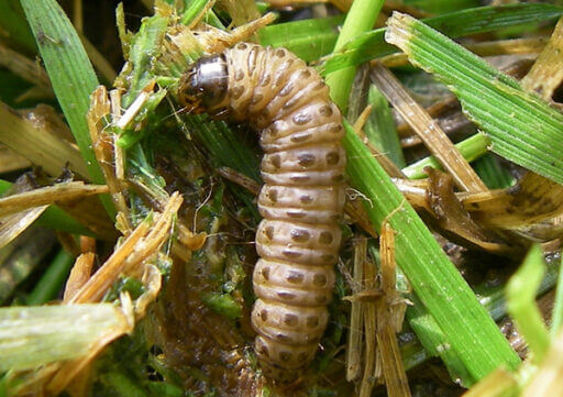 Sod Webworms