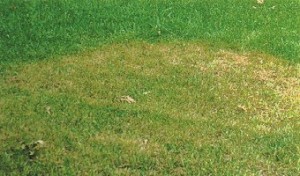 Brown Patch on turfgrass lawn