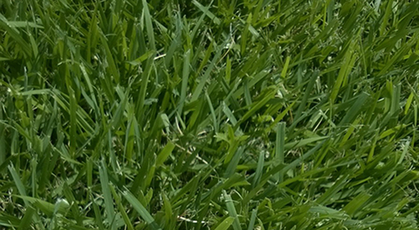 Palisades Zoysia