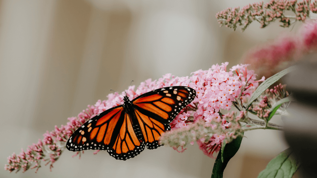 Butterfly attracted to garden 