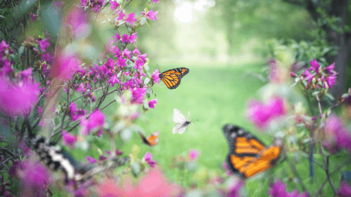 A Guide to Inviting Butterflies to Your Garden