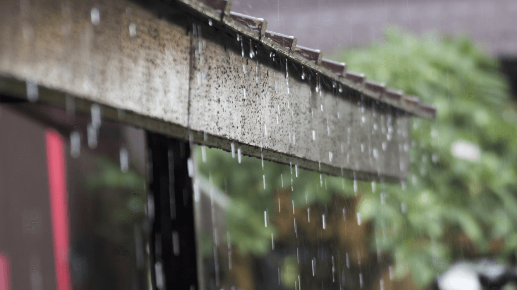 Treating Your Lawn After Heavy Rains Woerner Companies