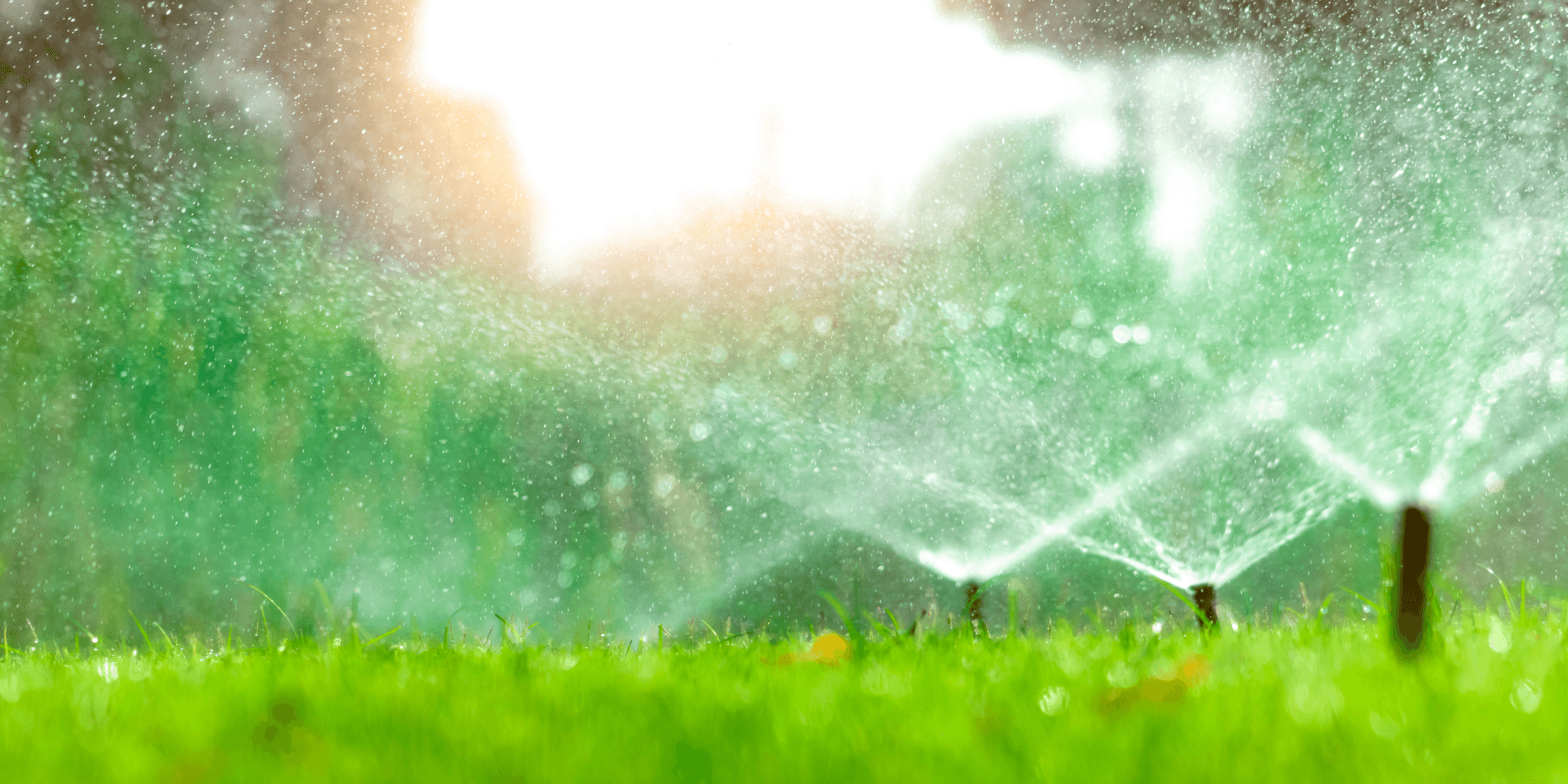 Guidelines For Watering Your Lawn from Woerner