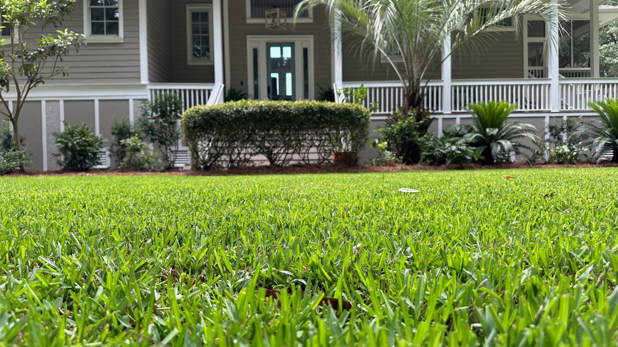 Cobalt Hybrid St Augustine on a front yard. Cobalt Hybrid St Augustine on a front yard.