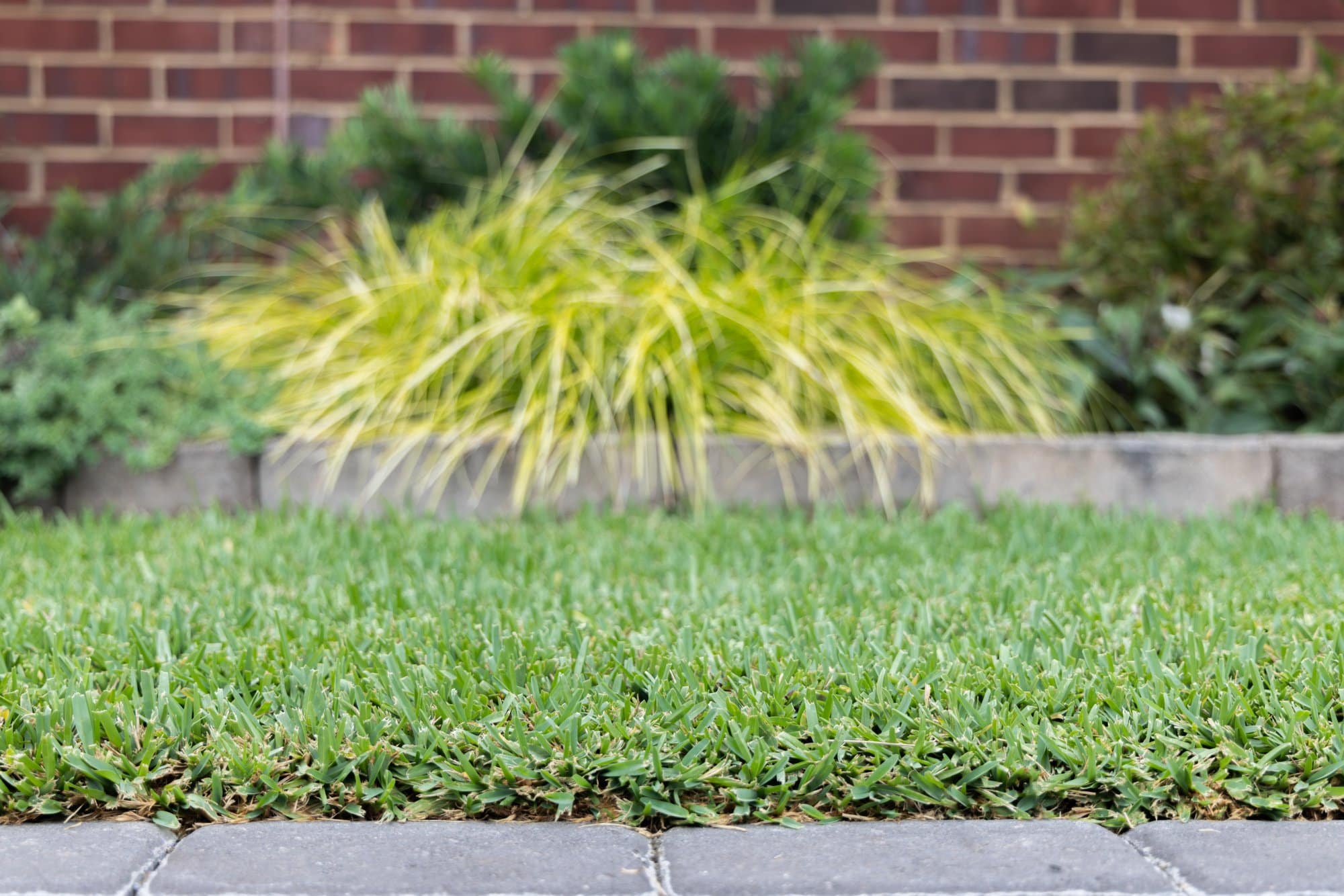 Soil drainage problems can appear on lawns and sidewalks. Soil drainage problems can appear on lawns and sidewalks.