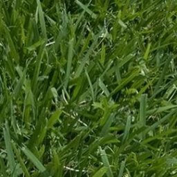 PALISADES ZOYSIA SLABS 500 SQFT PROPAGATION IS PROHIBITED US PLANT PATENT # 11515