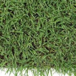 TIFTUF BERMUDA SLABS 500 SQFT DT-1 **U.S. PLANT PATENT NO. PP27,392.  THE UNLICENSED PROPAGATION BY OR TRANSFER OF TIFTUF  BERMUDAGRASS TO THIRD PARTIES FOR PROPAGATION IS PROHIBITED BY LAW AND BY THE PATENT OWNER